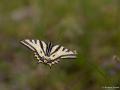 Papilio alexanor (Kaplan Kırlangıçkuyruk)