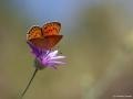 Lycaena asabinus (Anadolu Ateşgüzeli)