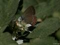 Satyrium ilicis (Büyük Sevbeni)