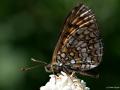 Melitaea athalia (Amannisa)