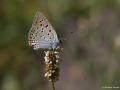 Lycaena alciphron (Büyük Morbakırgüzeli)