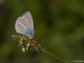 Polyommatus turcicus (Çokgözlü Türkmavisi)
