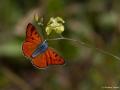 Lycaena alciphron (Büyük Morbakırgüzeli)