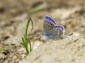 Plebejus modicus (Anadolu Esmergözü)