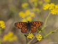 Melitaea athalia (Amannisa)