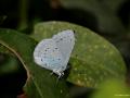 Celastrina argiolus (Kutsalmavi)