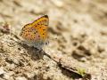 Lycaena kefersteinii (Alevateşgüzeli)