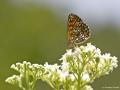 Melitaea athalia (Amannisa)