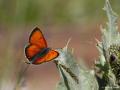 Lycaena candens (Ateşbakırgüzeli)