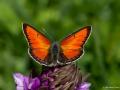 Lycaena candens (Ateşbakırgüzeli)
