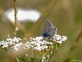 Polyommatus ninae (Nina