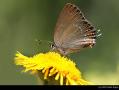 Satyrium ilicis (Büyük Sevbeni)