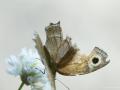 Hyponephele urartua (Urartu Esmerperisi)