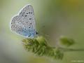 Polyommatus cornelius (Çokgözlü Küçük Turanmavisi)