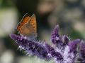 Lycaena asabinus (Anadolu Ateşgüzeli)