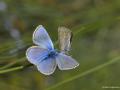 Polyommatus cornelius (Çokgözlü Küçük Turanmavisi)