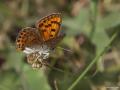 Lycaena asabinus (Anadolu Ateşgüzeli)