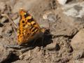 Thaleropis ionia (Anadolu Şehzadesi)