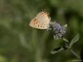 Lycaena asabinus (Anadolu Ateşgüzeli)