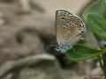 Polyommatus rosei (Rose