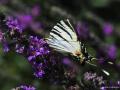 Iphiclides podalirius (Erik Kırlangıçkuyruğu)