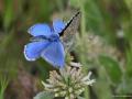 Polyommatus bellargus (Çokgözlü Gökmavisi)