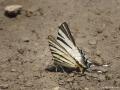 Iphiclides podalirius (Erik Kırlangıçkuyruğu)