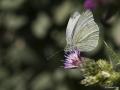 Pieris pseudorapae (Yalancı Beyazmelek)
