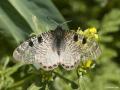 Archon apollinaris (Küçük Yalancıapollo)