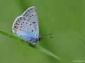 Polyommatus amandus (Çokgözlü Amanda)