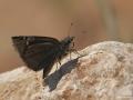 Erynnis marloyi (Kara Zıpzıp)