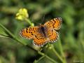 Melitaea collina (Hataylı İparhan)