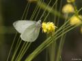 Pieris persis (İran Beyazmeleği)