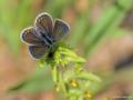 Polyommatus cornelius (Çokgözlü Küçük Turanmavisi)