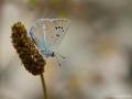 Polyommatus ninae (Nina