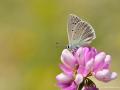 Polyommatus ninae (Nina