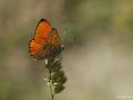 Lycaena kefersteinii (Alevateşgüzeli)