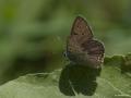 Lycaena tityrus (İslibakırgüzeli)