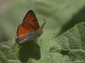 Lycaena alciphron (Büyük Morbakırgüzeli)