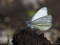Pieris bryoniae (Çizgili Dağbeyazmeleği)