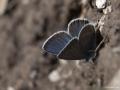 Polyommatus bellis (Çokgözlü Güzelmavi)