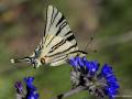 Iphiclides podalirius (Erik Kırlangıçkuyruğu)