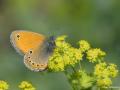 Coenonympha leander (Rus Zıpzıp Perisi)