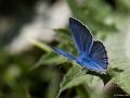 Polyommatus turcicus (Çokgözlü Türkmavisi)