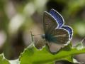 Polyommatus turcicus (Çokgözlü Türkmavisi)