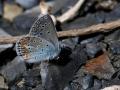 Polyommatus thersites (Çokgözlü Menekşemavisi)