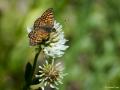 Melitaea cinxia (İparhan)