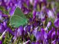 Callophrys paulae (Anadoluzümrütü)