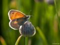 Coenonympha pamphilus (Küçük Zıpzıp Perisi)