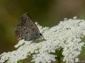 Satyrium ledereri (Küçük Benekli Sevbeni)